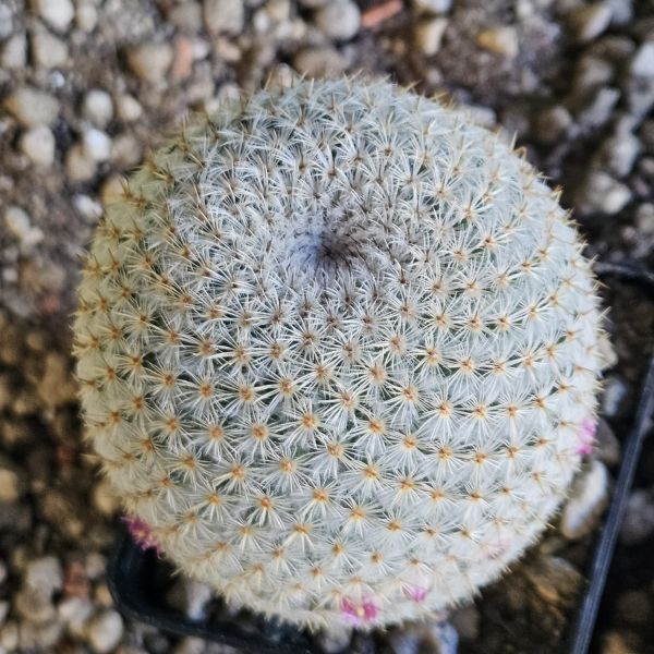 Mammillaria tlalocii